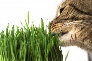 a cat eating grass.
