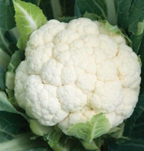 a head of cauliflower
