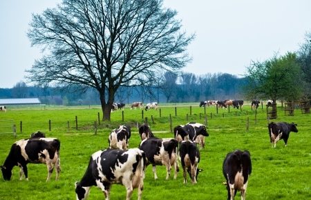cows grazing in a green pasture under a tree