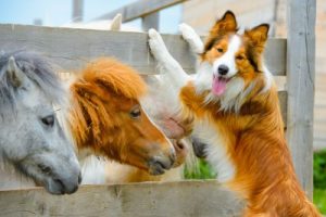 A collie dog climbing next to a small horse