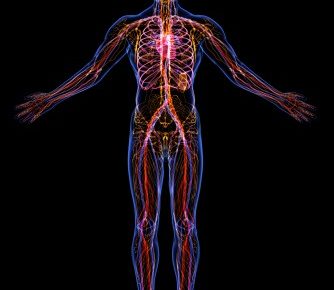 silouette of the lymph system in the body