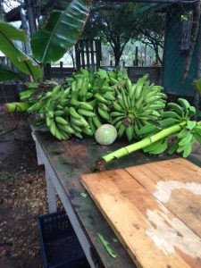 a bunch of plantain bananas