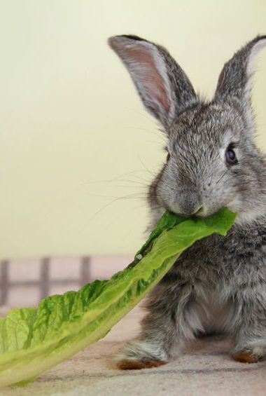 cute gray rabbit eating the green romaine lettuce