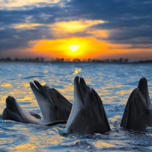 a school of dolphins with the sunset behind the water