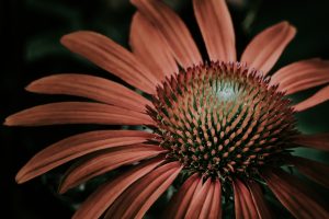a close up of a tan Echinacea