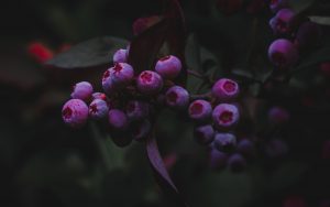 A picture of deep purple elderberries.