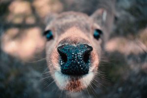 close up picture of a deer's nose