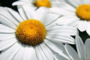 a close up of a white daisy