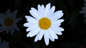 a white daisy on a black background