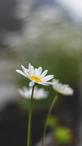 3 daisies on long stems