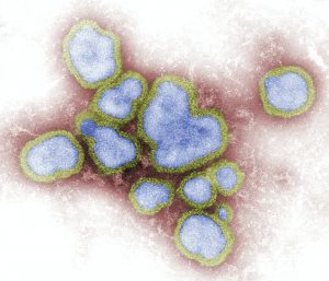 a CDC virus that's green and blue