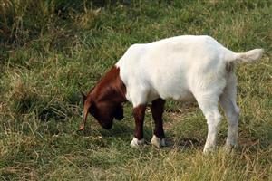 a white and brown goat grazing