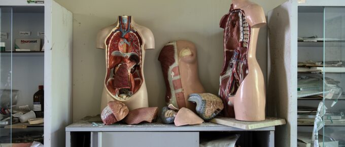 anatomy statues