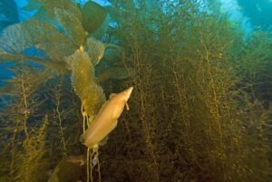a fish swimming through sea kelp