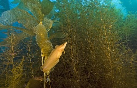 a fish swimming through sea kelp
