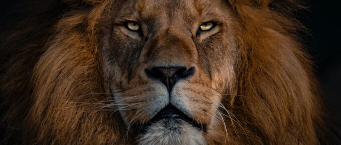 a beautiful lion's face