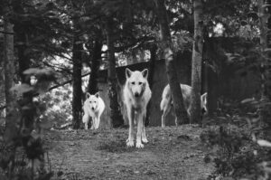 a pack of wolves walking out of the forest toward the photographer
