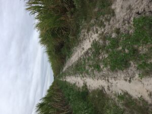 sugar cane fields