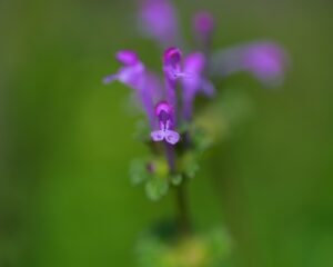 a close up of a henbit purple flower