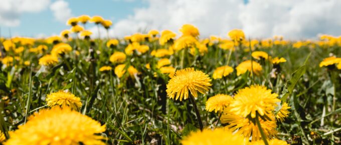 a pasture filled with yellow dandelions